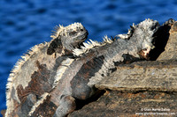 Amblyrhynchus cristatus / Iguana marina / Marine Iguana / Iguane marin des Galapagos