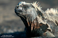 Amblyrhynchus cristatus / Iguana marina / Marine Iguana / Iguane marin des Galapagos