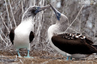 Sula nebouxii / Sula piediazzurri / Blue-footed booby / Fou à pieds bleus