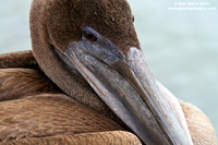 Pelecanus occidentalis / Pellicano bruno / Brown Pelican / Pélicans bruns