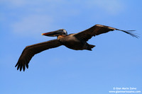 Pelecanus occidentalis / Pellicano bruno / Brown Pelican / Pélicans bruns