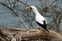 Sula granti / Sula di Nazca / Nazca booby / Fou de Nazca
