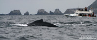 Megaptera novaeangliae / Megattera / Humpback whale / Baleine à bosse