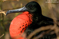 Fregata magnificens / Fregata magnifica / Magnificent Frigatebird / Frégate superbe