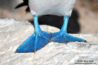 Sula nebouxii / Sula piediazzurri / Blue-footed booby / Fou à pieds bleus