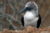 Sula nebouxii / Sula piediazzurri / Blue-footed booby / Fou à pieds bleus
