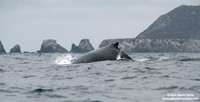 Megaptera novaeangliae / Megattera / Humpback whale / Baleine à bosse