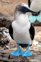 Sula nebouxii / Sula piediazzurri / Blue-footed booby / Fou à pieds bleus