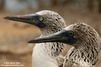 Sula nebouxii / Sula piediazzurri / Blue-footed booby / Fou à pieds bleus