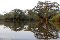 Reserva Cujabeno (2007)