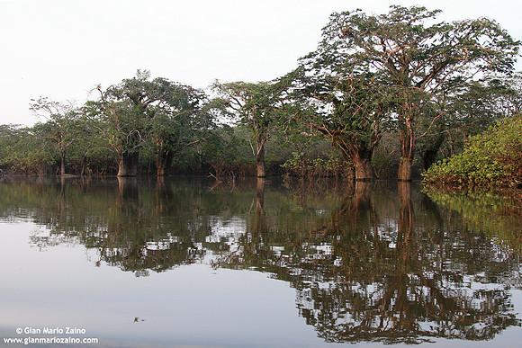 Reserva Cujabeno (2007)