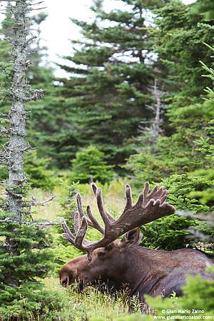 Alces alces / Alce / Moose / Orignal