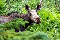 Alces alces / Alce / Moose / Orignal