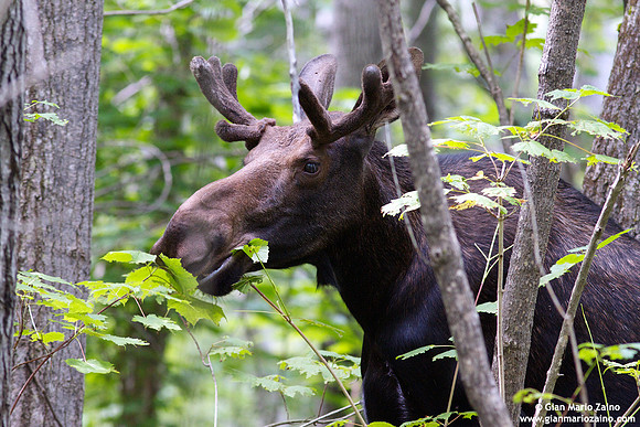 Alces alces / Alce / Moose / Orignal