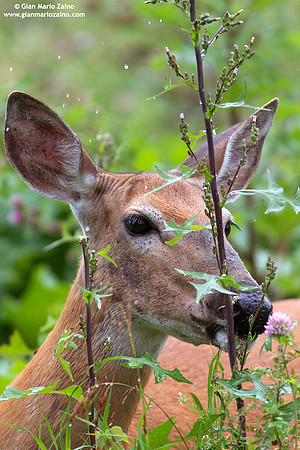 Odocoileus virginianus / Cervo dalla coda bianca / White-tailed deer / Cerf de Virginie