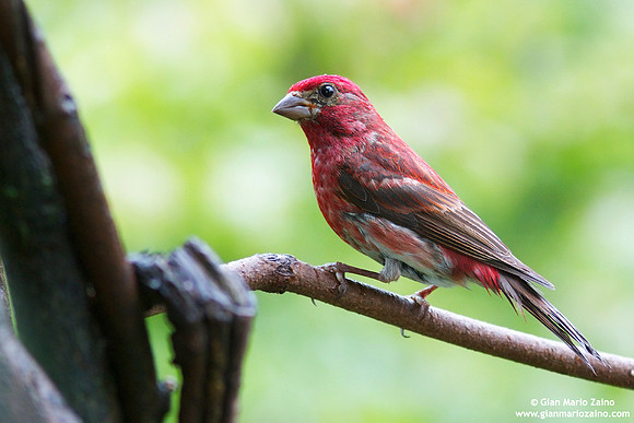 Carpodacuc purpureus / Fringuello viola / Purple finch / Roselin pourpré