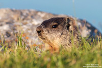 Marmota monax / Marmotta americana / Groundhog / Marmotte commune