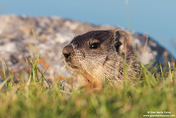 Marmota monax / Marmotta americana / Groundhog / Marmotte commune