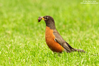 Turdus migratorius / Merlo americano / America robin / Merle d'Amérique
