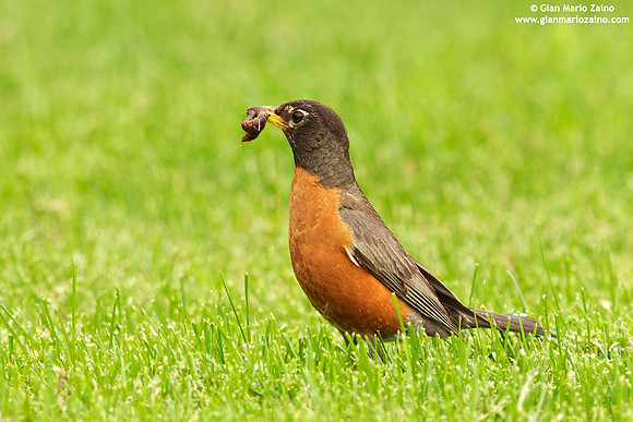 Turdus migratorius / Merlo americano / America robin / Merle d'Amérique