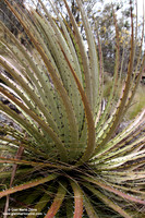 Parque Nacional Cajas (2007)