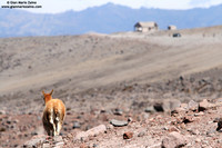 Chimborazo (2007)