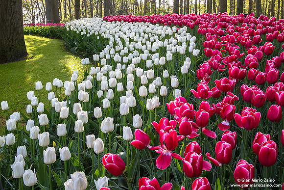 Nederlands - Lisse - "Keukenhof" (27/04/18)