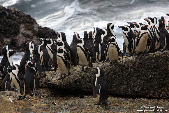 Spheniscus demersus / Pinguino africano / African penguin / Manchot du Cap