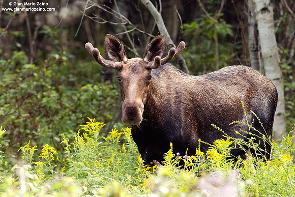 Alces alces / Alce / Moose / Orignal