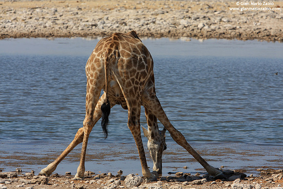 Giraffa camelopardalis / Giraffa / Giraffe / Girafe