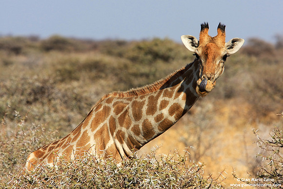 Giraffa camelopardalis / Giraffa / Giraffe / Girafe