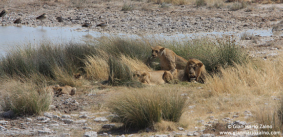 Panthera leo / Leone / Lion / Lion