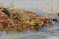 Crocodylus / Coccodrillo / Crocodile / Crocodile