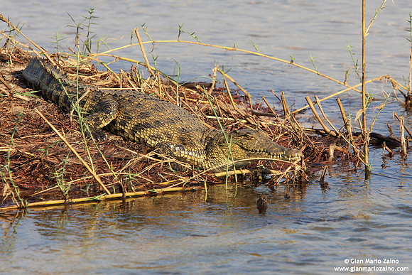 Crocodylus / Coccodrillo / Crocodile / Crocodile