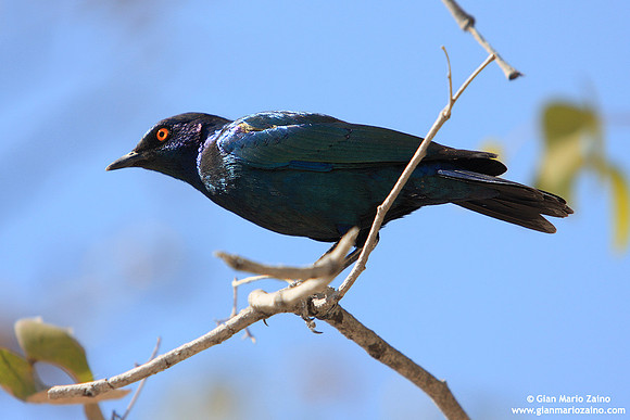 Choucador superbe / Lamprotornis superbus / Storno superbo / Superb starling