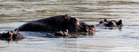 Hippopotamus amphibius / Ippopotamo / Hyppopotamus / Hippopotame amphibie