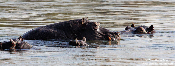 Hippopotamus amphibius / Ippopotamo / Hyppopotamus / Hippopotame amphibie
