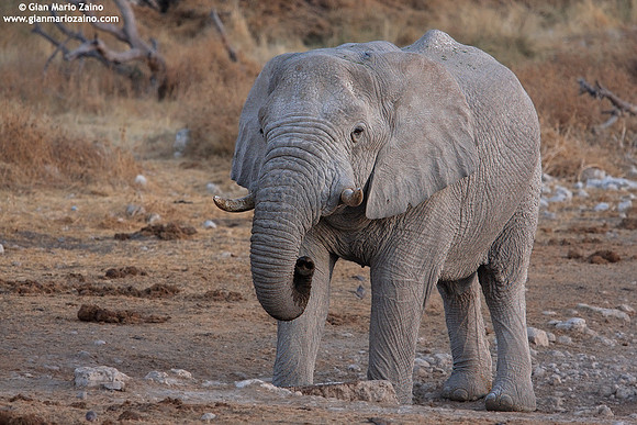 Loxodonta africana / Elefante africano / African bush elephant / Éléphant de savane d'Afrique)