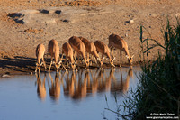 Antidorcas marsupialis / Antilope / Springbok / Gazelle à poche dorsale