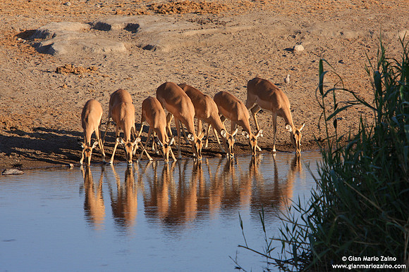 Antidorcas marsupialis / Antilope / Springbok / Gazelle à poche dorsale