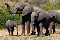 Loxodonta africana / Elefante africano / African bush elephant / Éléphant de savane d'Afrique