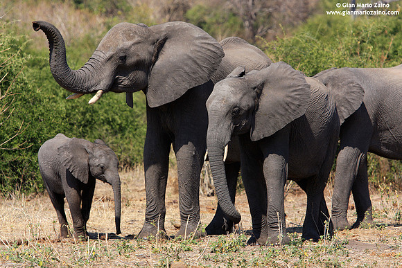 Loxodonta africana / Elefante africano / African bush elephant / Éléphant de savane d'Afrique