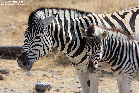 Equus zebra / Zebra / Zebras / Zébre