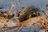 Crocodylus / Coccodrillo / Crocodile / Crocodile