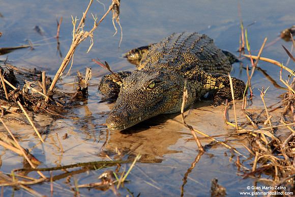 Crocodylus / Coccodrillo / Crocodile / Crocodile