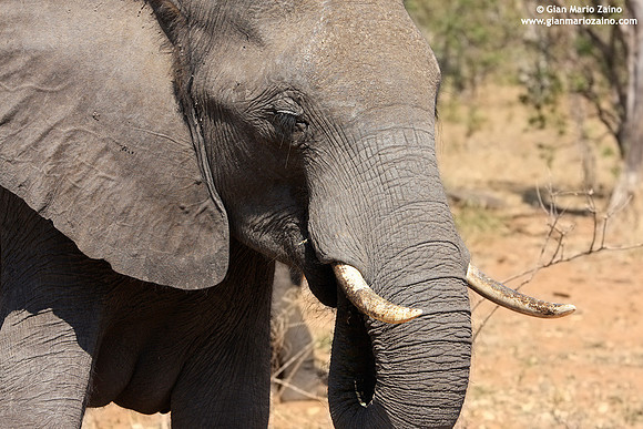 Loxodonta africana / Elefante africano / African bush elephant / Éléphant de savane d'Afrique