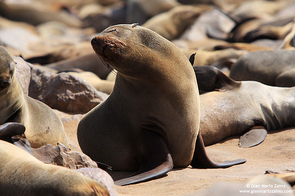 Arctocephalus pusillus / Otaria orsina del capo / Brown fur seal / Otarie à fourrure d'Afrique du Sud