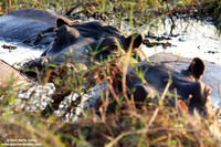 Hippopotamus amphibius / Ippopotamo / Hyppopotamus / Hippopotame amphibie