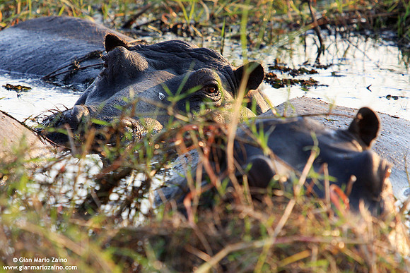 Hippopotamus amphibius / Ippopotamo / Hyppopotamus / Hippopotame amphibie