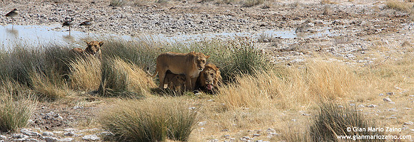 Panthera leo / Leone / Lion / Lion